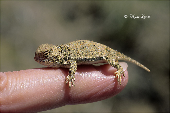 Newborn Greater Short-horned Lizard 107  by Dr. Wayne Lynch &copy;